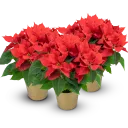 Poinsettia